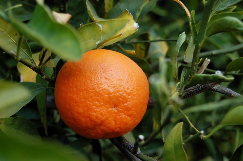Mandarine juanita Mandarine juanita