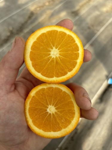 Oranger vaniglia