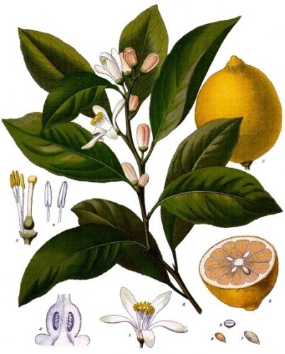 Citron bignette