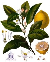 Citron bignette