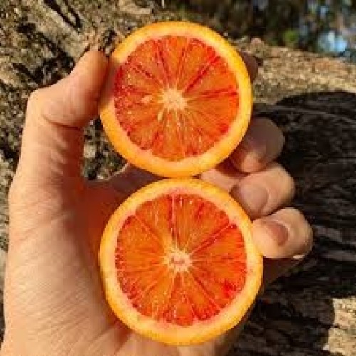 Oranger sanguinelli