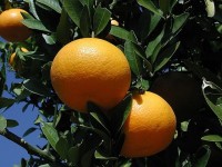 Tangor Iyo mikan