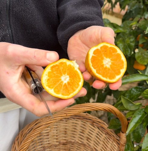 Satsuma okitsu