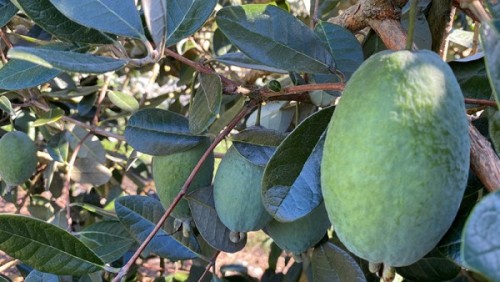 Feijoa kakariki