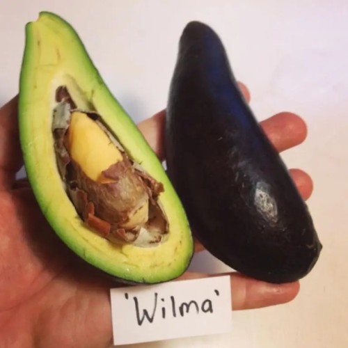 Avocatier Wilma
