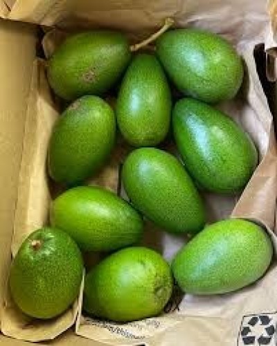 Avocatier Aravaipa