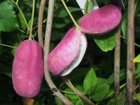 Holboelia latifolia