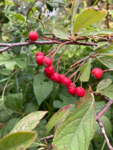 Petits fruits