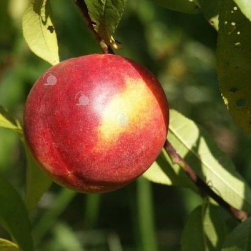 Pêche et nectarine