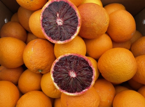 Oranger moro - Pépins perdus