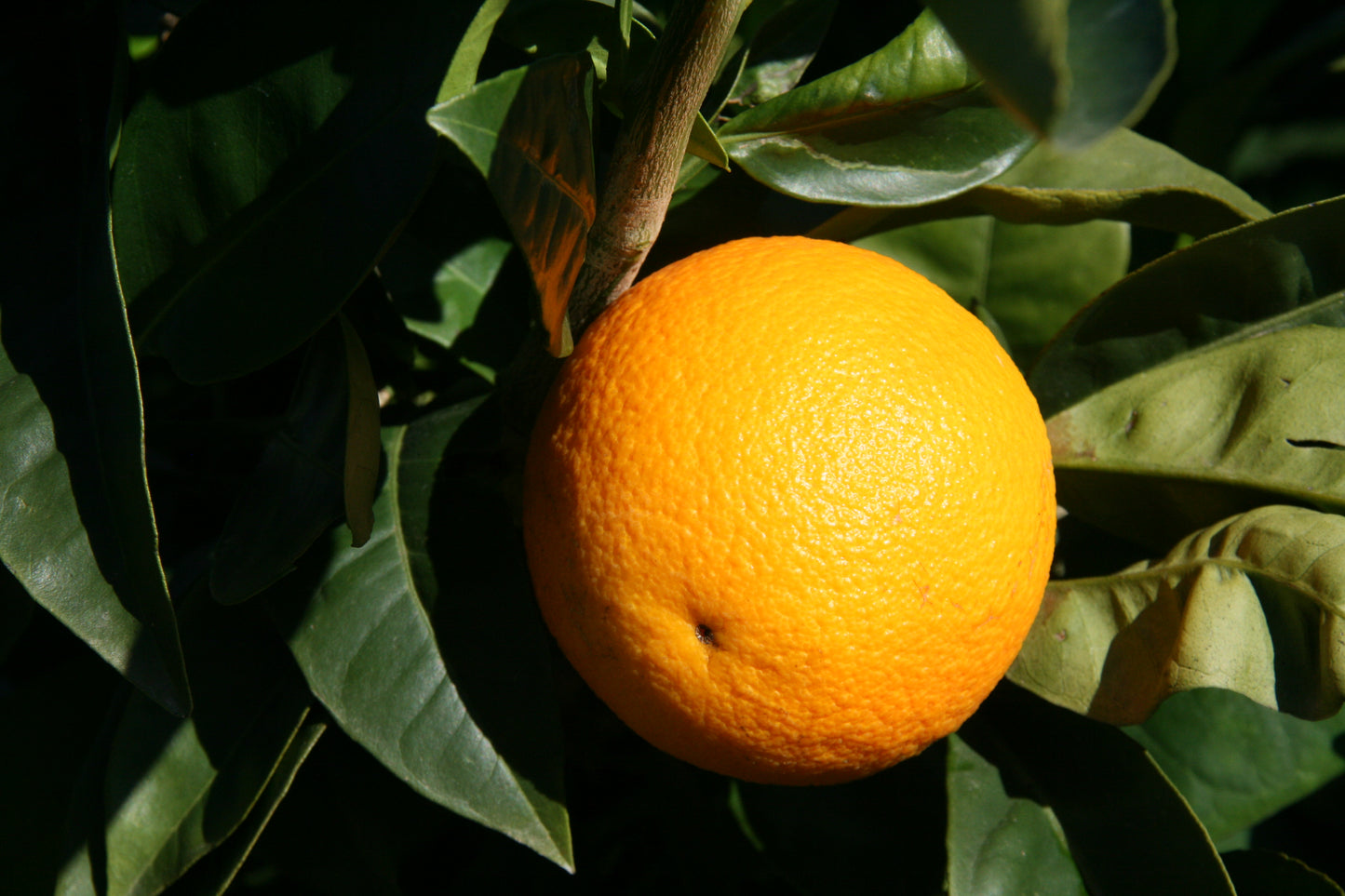 Oranger Gosset