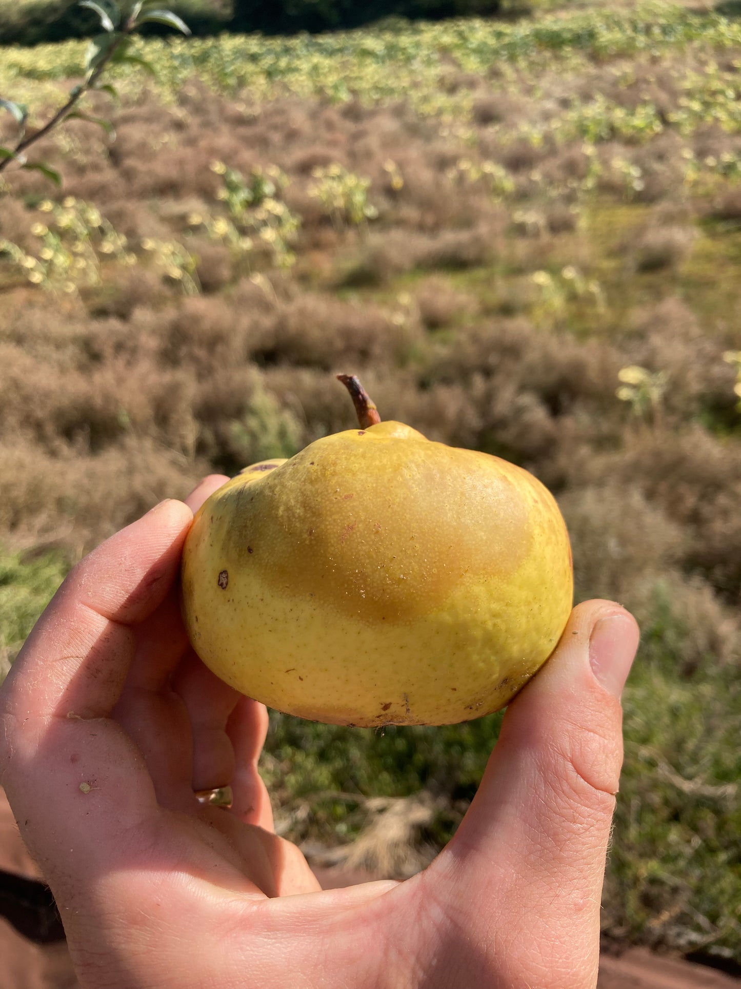 Poirier Citron