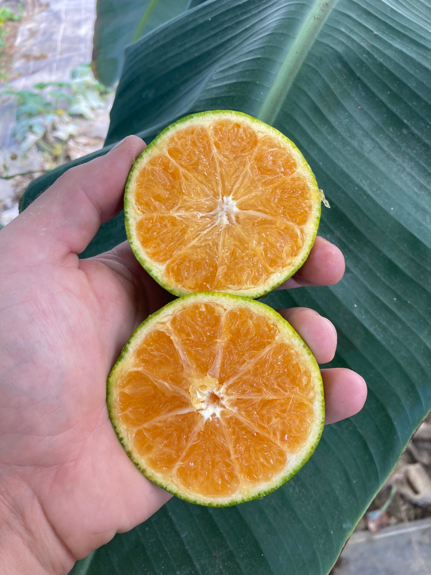 Mandarine Primosole
