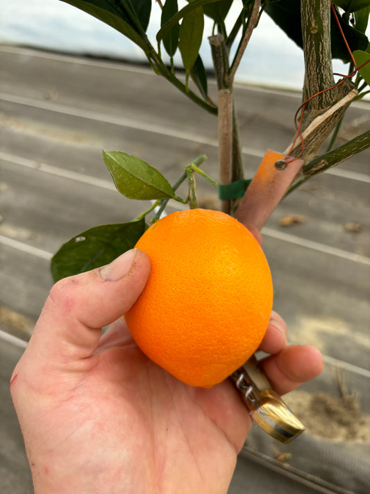 Oranger navelina - Pépins perdus