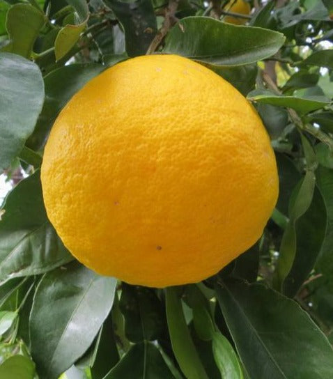 Ichang lemon