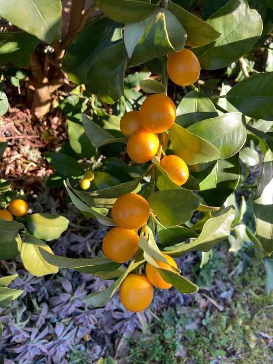 Kumquat Nameiwa