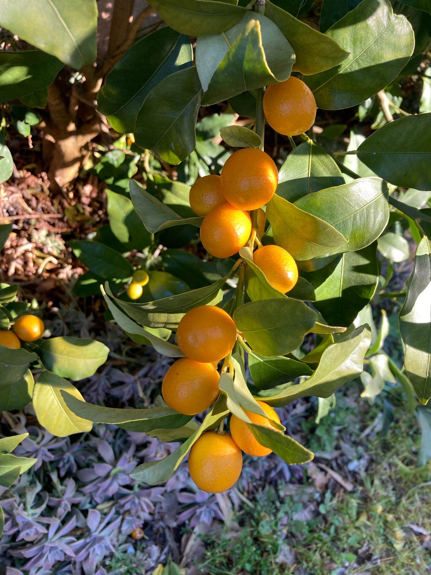 Kumquat Nameiwa
