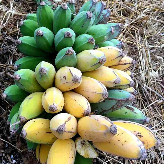 Bananier rustique Daijao
