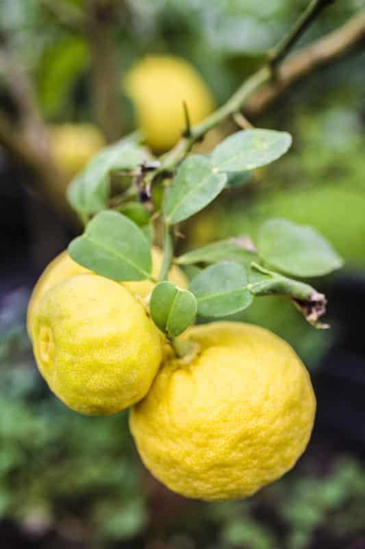 Ichang lemon Pépins perdus