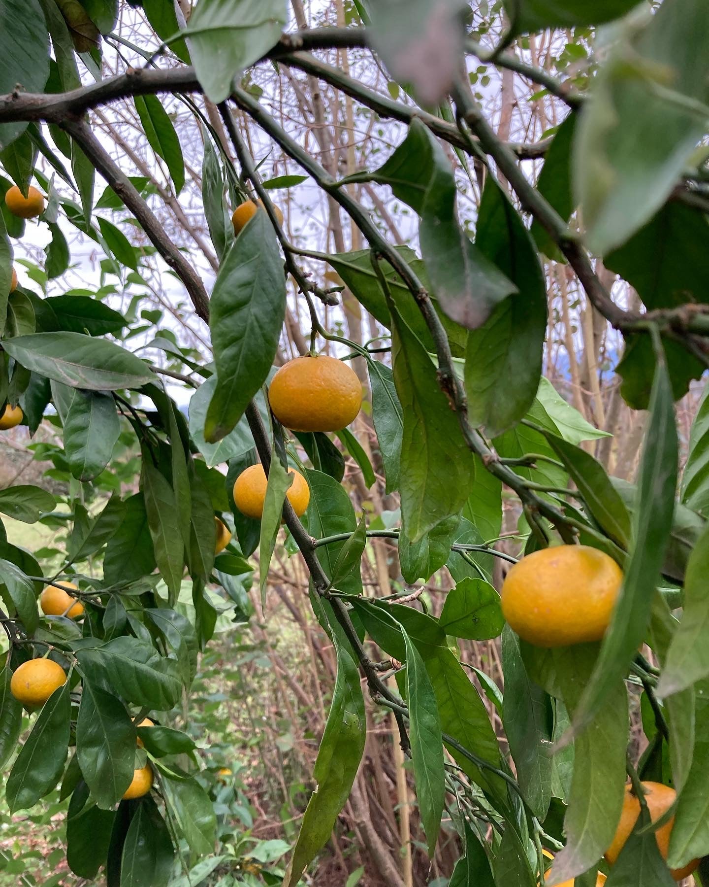 Mandarine satsuma owari Pépins perdus