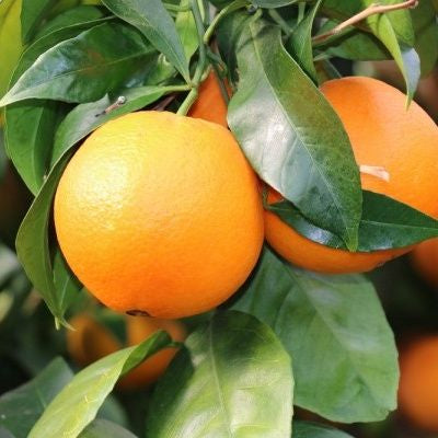Oranger navelina Pépins perdus