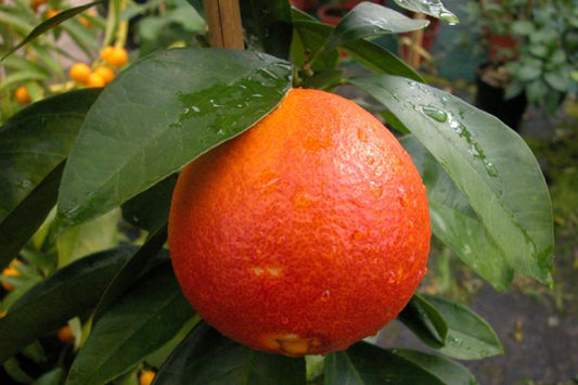 Oranger sanguinelli Pépins perdus