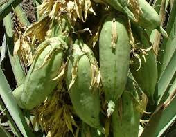 Yucca banane Pépins perdus